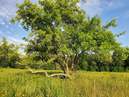 A lush green tree with a prominent branch stands in a grassy field under a clear blue sky.