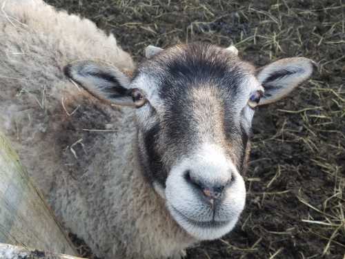 Close-up of a sheep with a woolly coat, looking curiously at the camera against a background of dirt and hay.