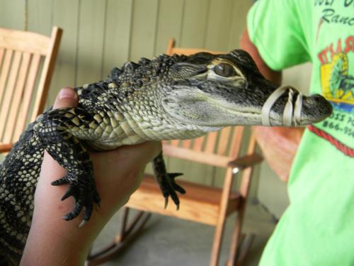 A person holds a small alligator, with a band around its snout, in a casual indoor setting.