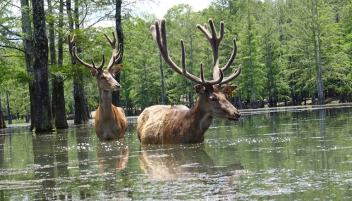 Two deer with large antlers wade through a serene, shallow water area surrounded by lush green trees.