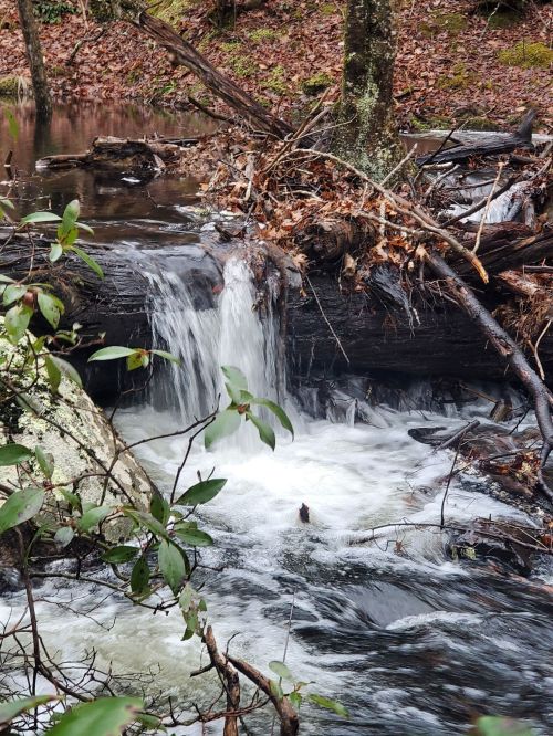 A small waterfall cascades over rocks and logs in a serene forest setting, surrounded by greenery and fallen leaves.