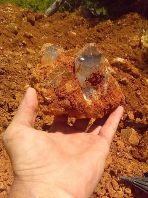 A hand holding a large rock with two clear quartz crystals, set against a backdrop of reddish-brown soil.