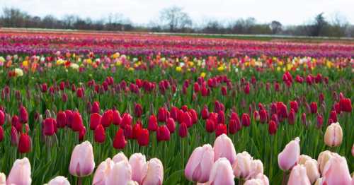 A vibrant field of blooming tulips in various colors, stretching across the landscape under a cloudy sky.