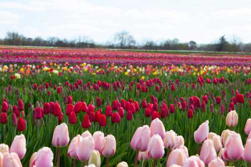 A vibrant field of blooming tulips in various colors, stretching under a clear blue sky.