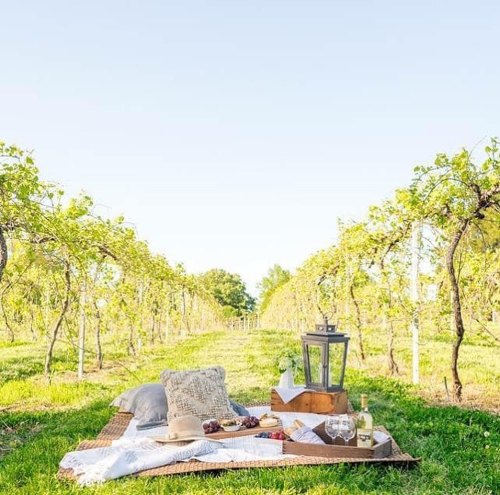 A picnic setup with a blanket, hat, and wine in a sunny vineyard surrounded by lush grapevines.