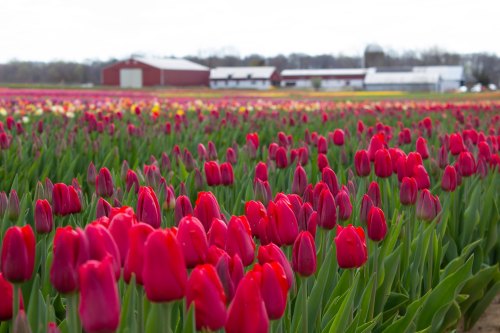 A vibrant field of red tulips in bloom, with a farm and buildings in the background under a cloudy sky.