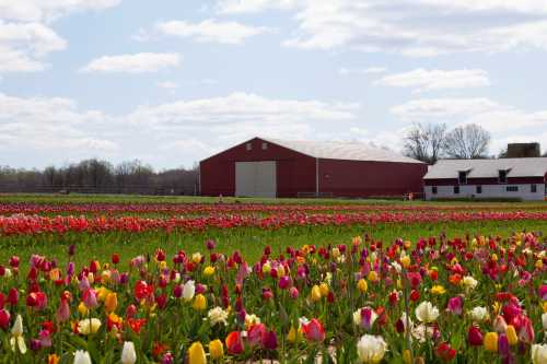 A vibrant field of colorful tulips in bloom, with a red barn and white farmhouse in the background under a blue sky.