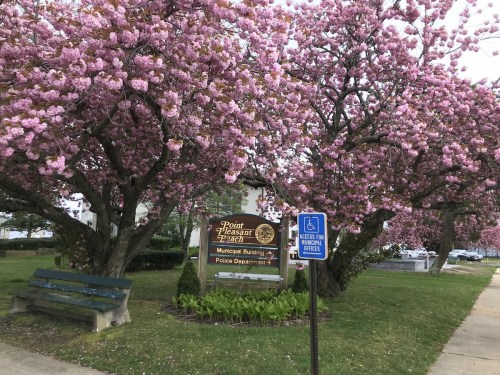 A sign for Point Pleasant Beach's Municipal Building and Police Department, surrounded by blooming pink cherry blossom trees.