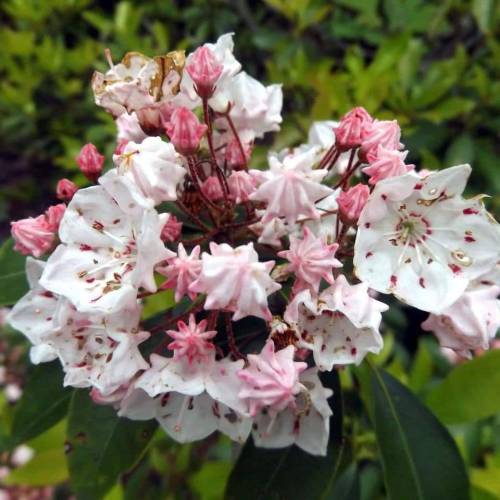 A cluster of pink and white flowers with green leaves in the background, showcasing delicate petals and buds.