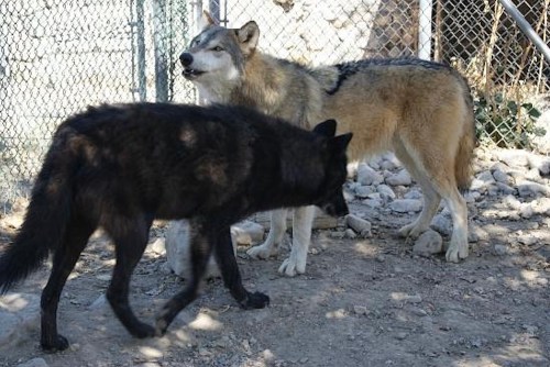 Two wolves, one black and one gray, stand near a fence in a rocky enclosure.