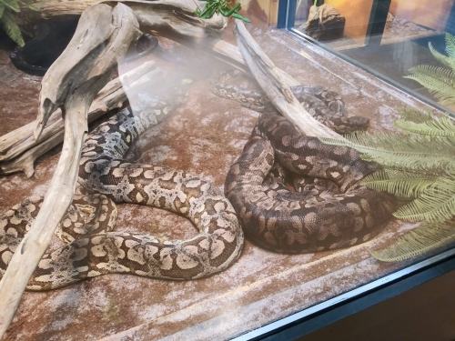 Two large snakes resting in a terrarium, surrounded by branches and natural decor.