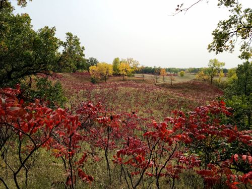 A scenic landscape featuring rolling hills with vibrant red and yellow foliage under a cloudy sky.