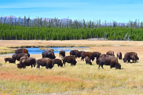 A herd of bison grazes in a grassy field near a stream, surrounded by trees and mountains in the background.