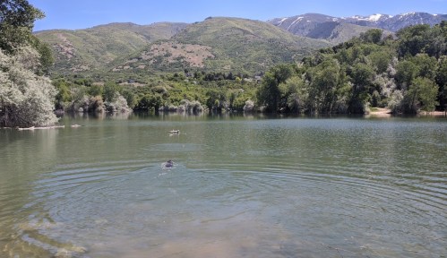 A serene lake surrounded by green trees and mountains, with gentle ripples on the water's surface.