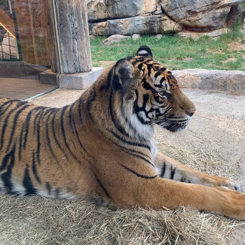 A close-up of a tiger lounging on the ground, with a natural habitat background and wooden structures nearby.