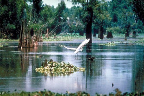 A white egret gracefully lands on a calm, reflective lake surrounded by lush greenery and water plants.