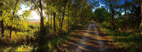 A serene dirt path lined with trees, bathed in warm sunlight, leading through a peaceful landscape.