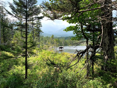 A serene landscape featuring a moose near a lake, surrounded by lush greenery and distant mountains.