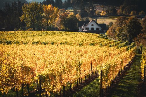 A picturesque vineyard in autumn, with golden leaves and a charming house in the background.