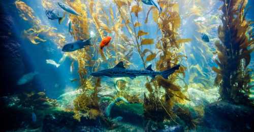 A vibrant underwater scene featuring various fish swimming among kelp and coral.