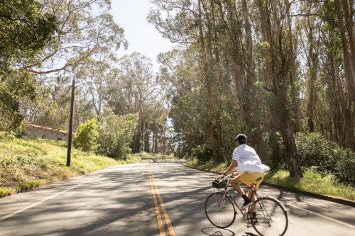 A person rides a bicycle down a sunny, tree-lined road surrounded by greenery.