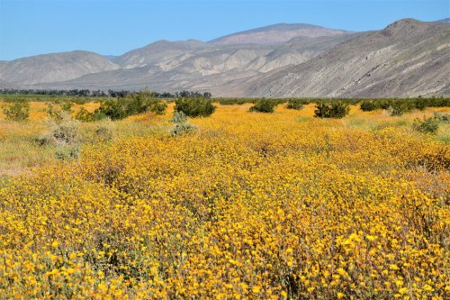 A vibrant field of yellow wildflowers stretches across a valley, with mountains in the background under a clear blue sky.