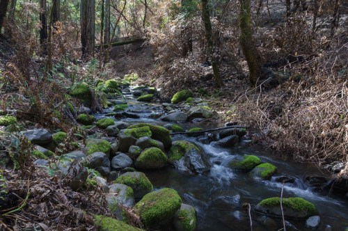 A serene stream flows over moss-covered rocks, surrounded by trees and dry foliage in a peaceful forest setting.