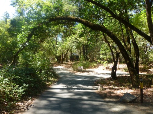 A serene pathway through a lush, green forest with arching trees and dappled sunlight.