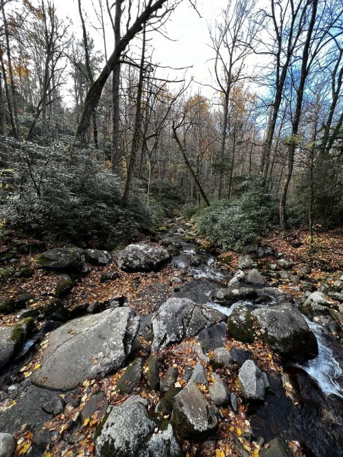 A serene forest scene with a flowing stream, surrounded by rocks and autumn foliage under a partly cloudy sky.