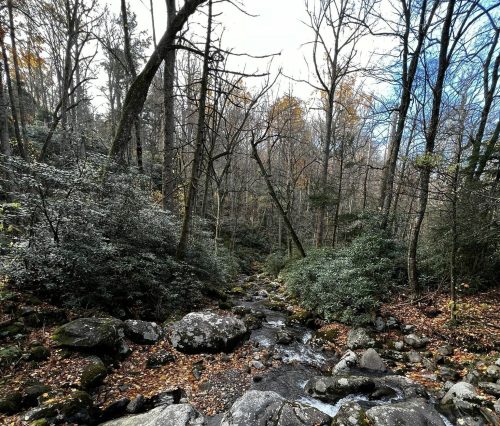A serene forest scene with a winding stream, rocky terrain, and trees in autumn colors under a cloudy sky.
