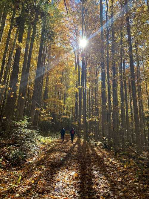 Two hikers walk along a forest path, surrounded by tall trees with vibrant autumn leaves and sunlight filtering through.