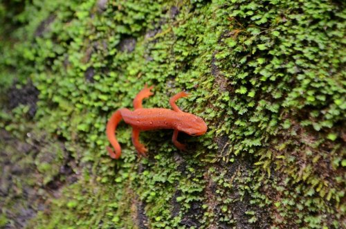 A bright orange salamander crawling on a moss-covered tree trunk.