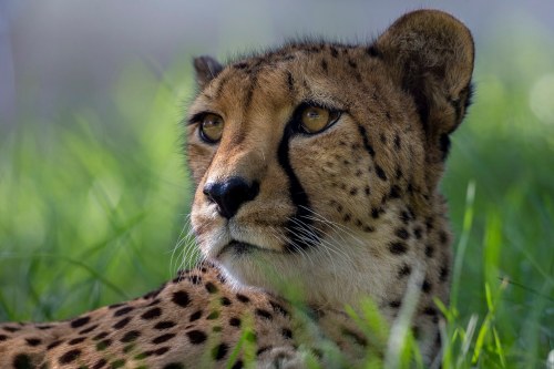 A close-up of a cheetah resting in tall grass, showcasing its distinctive spots and intense gaze.