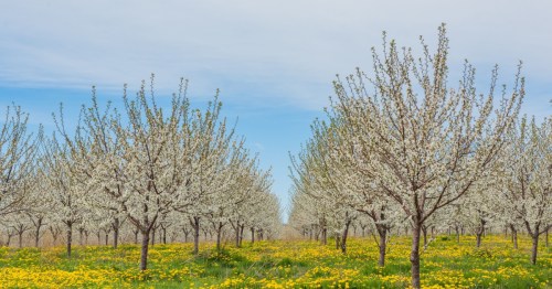 Blossoming trees in a field of yellow flowers under a blue sky, creating a vibrant spring landscape.