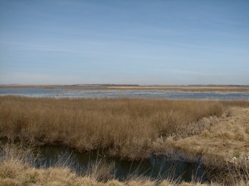 A serene wetland landscape with tall grasses, a calm water body, and a clear blue sky in the background.