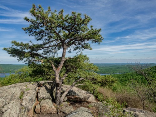 A lone pine tree stands on rocky terrain, overlooking a lush green valley and a river under a blue sky.