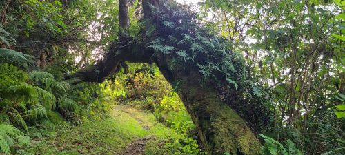 A lush forest path winds under a large, moss-covered tree arching over the trail, surrounded by ferns and greenery.