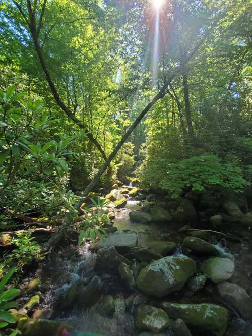 A serene forest scene with a sunbeam shining through trees over a rocky stream surrounded by lush greenery.