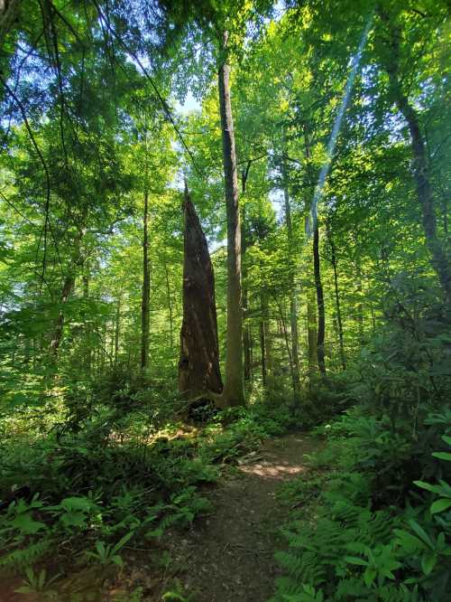 A tall, jagged tree stands amidst lush green foliage along a forest path, surrounded by vibrant greenery.