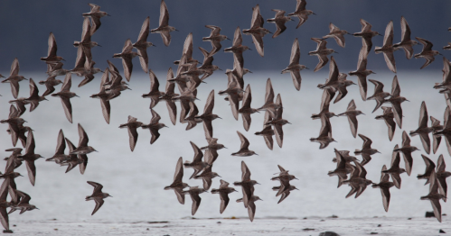 A flock of birds in flight over a calm, reflective body of water, creating a dynamic pattern in the sky.