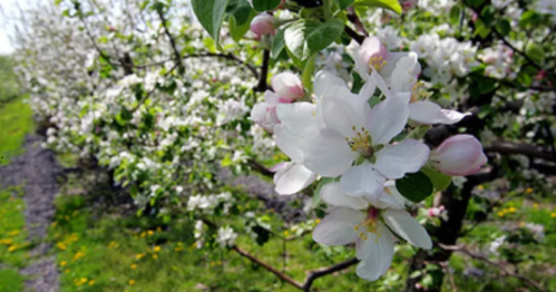 Blossoming apple tree branches with white flowers in a lush green orchard.