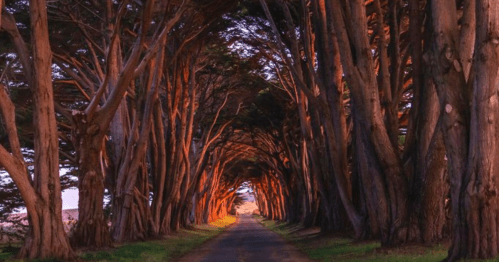 A serene tree-lined path illuminated by warm light, creating a natural archway of branches overhead.