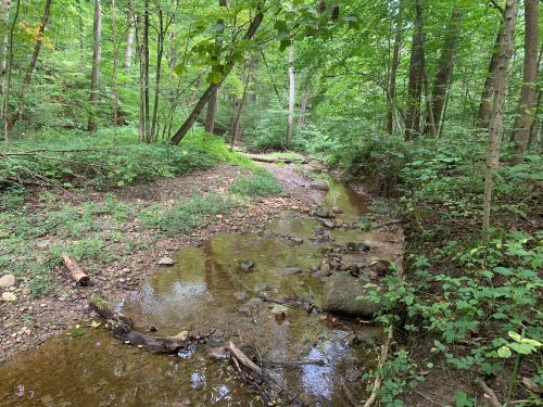A serene forest scene featuring a shallow creek surrounded by lush greenery and trees.