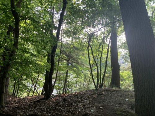 A serene forest scene with tall trees and dappled sunlight filtering through the leaves.