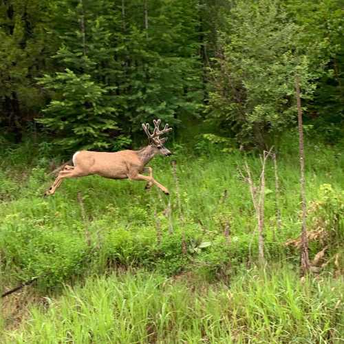 A deer with antlers leaps through a lush green forest, surrounded by tall grass and trees.