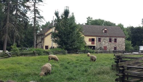 A stone farmhouse surrounded by trees, with sheep grazing in a grassy field in the foreground.