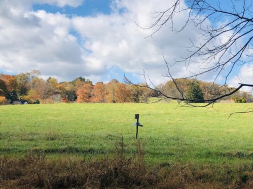 A lush green field under a partly cloudy sky, with autumn trees in the background and a birdhouse in the foreground.
