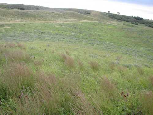 A lush, green hillside with tall grasses and scattered wildflowers under a cloudy sky.