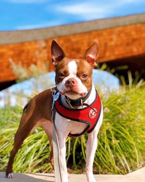 A brown and white dog in a red harness stands on a path, with green grass and a wooden bridge in the background.