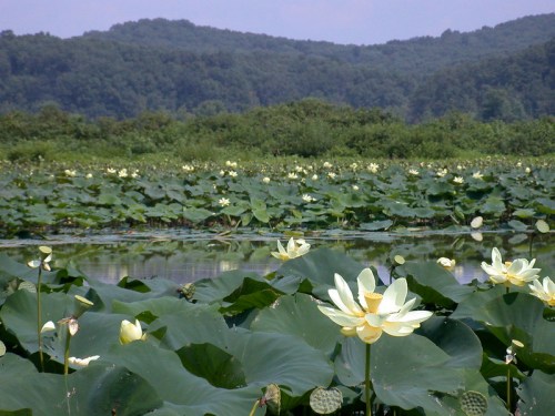 A serene pond filled with blooming white lotus flowers surrounded by lush green leaves and distant hills.